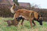 TETER - MALINOIS 144